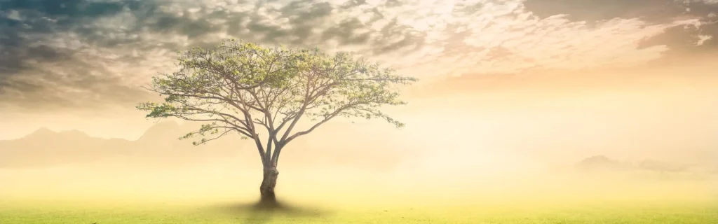 a tree slightly off centre with cloud and sun behind it representing healing energy